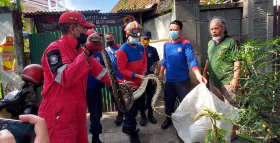 Petugas Damkar Kota Malang saat mengevakuasi ular sanca kembang. (Biyan Mudzaky/Radar Malang)