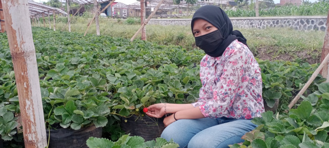 Pengembangan pertanian stroberi ini menjadi salah satu keunggulan BUMDes Desa Pandanrejo, Kecamatan Bumiaji, Kota Batu. (Nugraha/Radar Malang)