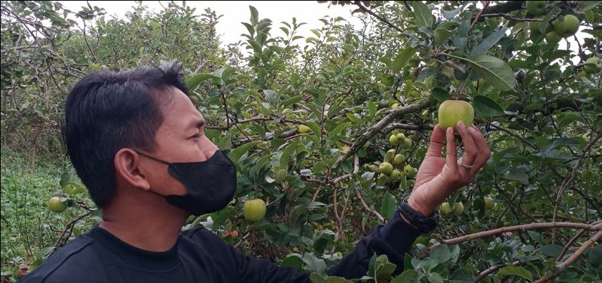 Seorang pengunjung memetik apel di salah satu kebun di Kota Batu. (Nugraha/Radar Malang)