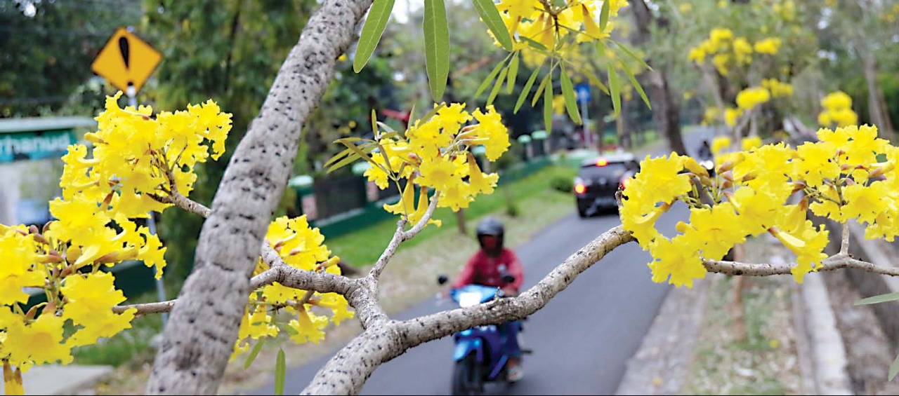 Bunga Tabebuya mulai bermekaran di Jalan Ksatria, Desa Pendem, Kota Batu. (Darmono/Radar Malang)