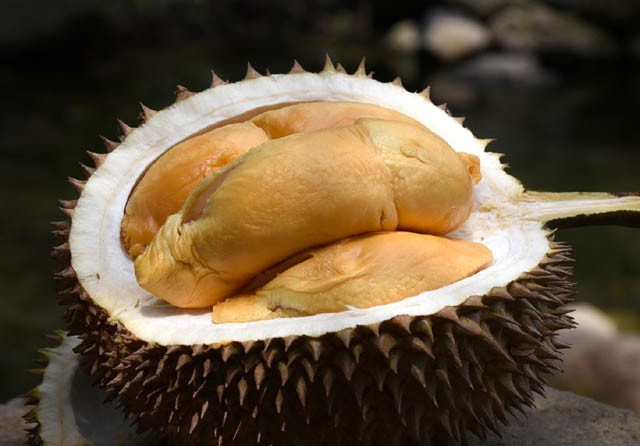 Ilustrasi durian (Jawapos/ist)