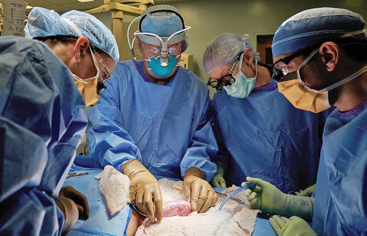 Foto dari NYU Langone Health yang memperlihatkan bagaimana tim menjalani tanda-tanda penolakan terhadap ginjal babi yang telah mengalmai rekayasa genetika. (NYU Langone Health/AFP/ist)