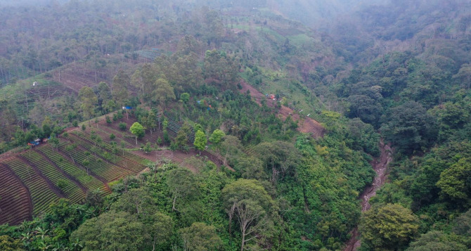 MANDEK: Realisasi SK Kementerian Lingkungan Hidup dan Kehutanan (KLHK) tentang Perhutanan Sosial masih belum ada perkembangan. Ilustrasi Hutan By Radar Malang.