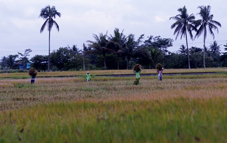 PERTANIAN: Lahan persawahan di Desa Mojosari, Kecamatan Pakisaji ini dipertahankan agar tidak tergerus. Selain itu, pemkab juga membidik lahan di Kromengan dan Jabung sebagai lahan pengganti jika penghijauan di ibu kota menyusut.