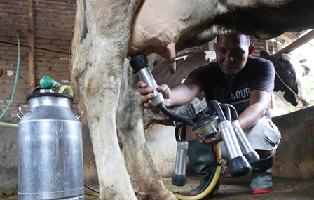 SENTRA SUSU: Salah satu peternak sapi di Desa Slamparejo, Kecamatan Jabung menunjukkan cara memerah susu, kemarin