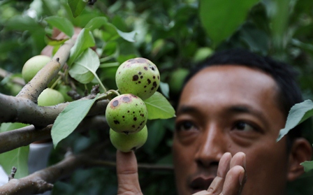 GAGAL PANEN: Mamba