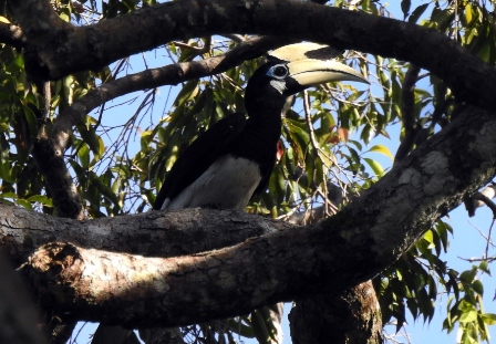LINDUNGI SATWA: Burung ini merupakan salah satu satwa penghuni Pulau Sempu, Sumbermanjing Wetan, Kabupaten Malang yang didata oleh Profauna, beberapa waktu lalu.