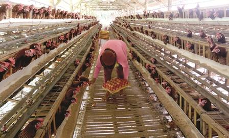 HARGA MELONJAK: Peternak di Desa Sidorahayu, Kecamatan Wagir, Kabupaten Malang tersebut rutin memanen telur ayam setiap hari. Dua pekan ini, harga pakan ternak meningkat sehingga harga jual telur juga ikut naik.