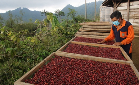 BERKUALITAS: Salah satu petani kopi asal Kabupaten Malang ini sedang menyangrai (roasting) kopi, beberapa waktu lalu. Ini merupakan proses pengeringan agar biji kopi mengeluarkan aroma.