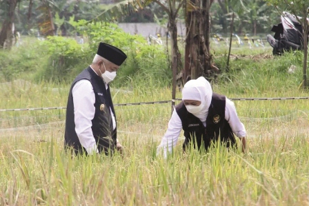 PRODUKSI PERTANIAN: Gubernur Jatim Khofifah Indar Parawansa (kanan) didampingi Bupati Malang H M. Sanusi saat panen padi di Desa Banjararum, Kecamatan Singosari, Kamis lalu (7/4).