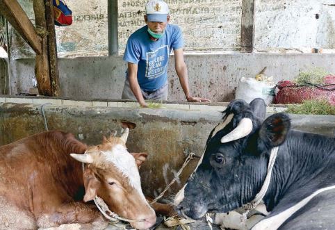 CEGAH KENA PENYAKIT: Peternak di Kampung Sanan, Purwantoro, Blimbing, Kota Malang tiap hari memantau kesehatan sapinya agar tidak kena PMK. Ini sebagai antisipasi agar saat Idul Adha kondisi sapi sudah sehat. (DARMONO/RADAR MALANG)