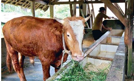 TERTANGANI: Sapi-sapi di kawasan Sanan, Kelurahan Purwantoro, Kecamatan Blimbing mulai sembuh setelah mendapat pengobatan dari Dispangtan. (DARMONO/RADAR MALANG)