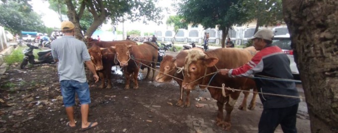 TUNGGU PEMBELI: Blantik menyiapkan sapi dagangannya di depan kantor UPT Dishub Gondanglegi. Gegara PMK, harga sapi turun dan penjualan hewan ternak sepi.(HANIFUDIN MUSA/RADAR KANJURUHAN)