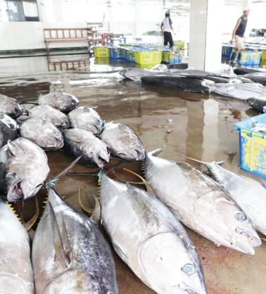 UNTUNG BESAR: Ikan tuna hasil tangkapan nelayan di TPA Sendangbiru.(YUDISTIRA/RADAR KANJURUHAN)