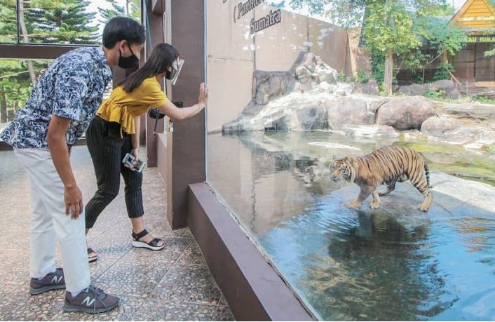 MAKIN LANGKA: Pengunjung Jatim Park 2 asyik menyaksikan Harimau Sumatera dari hasil konservasi yang dilakukan di tempat wisata tersebut.