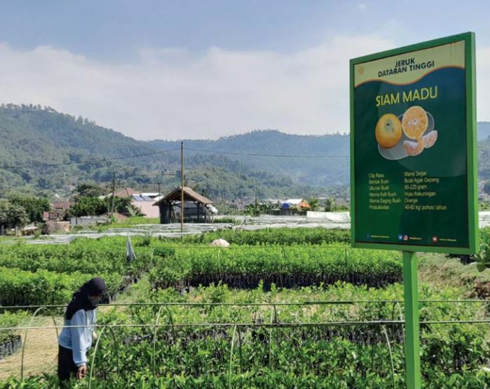 PALING DIMINATI: Ribuan bibit jeruk siem di instalasi Penelitian dan Pengkajian Teknologi Punten diburu para petani dari Poncokusumo, Kabupaten Malang. (AFIFAH RAHMATIKA/RADAR BATU)