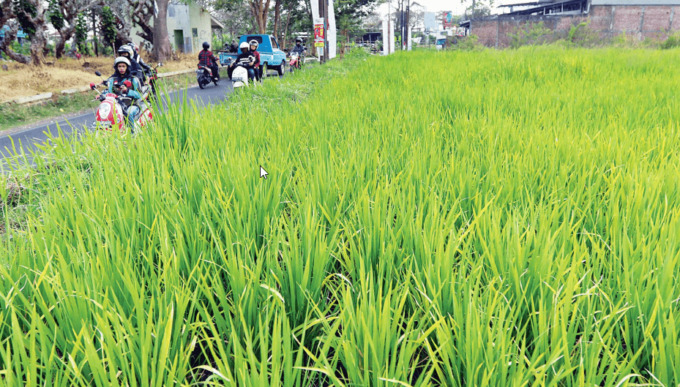 TERGERUS PERUMAHAN: Sawah di Kelurahan Mojolangu, Kecamatan Lowokwaru lokasinya cukup dekat dengan permukiman warga. Di Kota Malang, ada 23,5 hektare sawah yang aktif memproduksi padi. (Darmono/ Radar Malang)