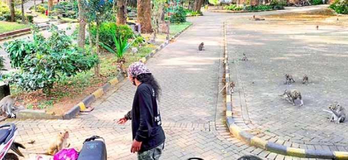 BUAH HASIL LELES: Relawan membagikan buah ke monyet. Foto kiri, Kusno Witanjoyo (tengah) bersiap membawa buah-buahan untuk dibawa ke Taman Wisata Wendit, Senin (29/8). (Kusno Witanjoyo for RADAR MALANG)