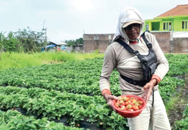 GIRANG: Petani di Desa Pandanrejo memanen stroberi dalam kondisi yang sangat bagus. (AFIFAH RAHMATIKA/RADAR BATU)
