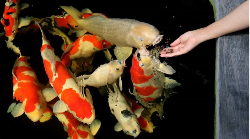 KAYA WARNA: Berbagai jenis ikan koi di salah satu kolam pembesaran Bagong Nishikigoi Farm di Kecamatan Pakisaji yang banyak diminati masyarakat. (DARMONO/RADAR MALANG)