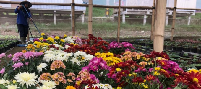 BANYAK PILIHAN: Pekebun sedang menyirami aneka jenis tanaman bunga di pinggir jalan raya Desa Pandesari, Kecamatan Pujon, kemarin (13/9). (YUDISTIRA/RADAR MALANG)