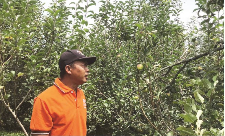 KIAN MENYUSUT: Lahan apel di Kota Batu kian menyusut.