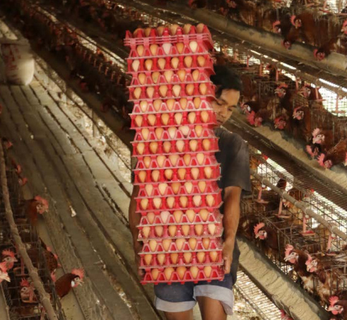 Peternakan Telur Ayam di Mendalanwangi Wagir