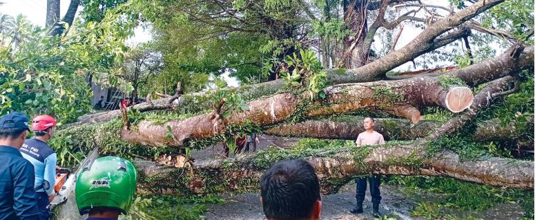 BUTUH BEBERAPA JAM: Sekitar 30 personel gabungan melakukan proses evakuasi pohon tumbang di Jalan Raya Karangpandan, Kecamatan Pakisaji, Kabupaten Malang, kemarin (26/12).