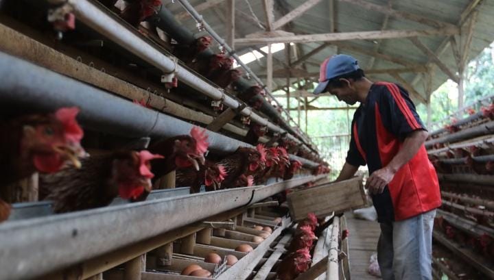 JAGA KESEHATAN: Seorang peternak ayam di Kelurahan Wonokoyo, Kecamatan Kedungkandang tengah memberikan pakan. (darmono/radar malang)