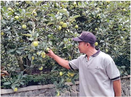 TERANCAM: Mustofa, petani apel di Kecamatan Bumiaji saat merawat tanamannya.