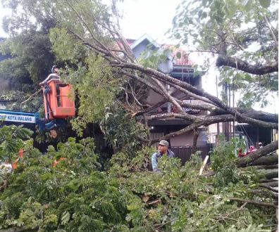 SEMPAT GANGGU LALIN: Pohon trembesi di Jalan Rajasa, Kelurahan Bumiayu, Kecamatan Kedungkandang tumbang kemarin pagi (27/1). Dua bangunan milik warga tertimpa dahannya. Photo By Radar Malang