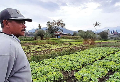 SIAP PANEN: Seorang petani sawi menunjukkan tanaman sayur sawi yang siap panen.