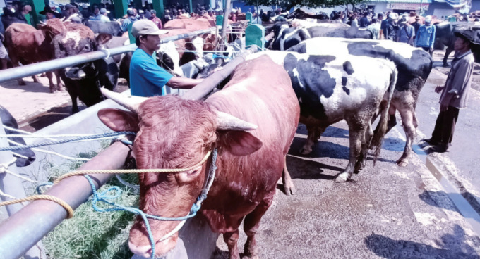 WABAH BARU: Pedagang menyiapkan sapi yang dijual di Pasar Singosari beberapa waktu lalu. Munculnya wabah Lumpy Skin Disease (LSD) pada ternak juga mengintai ternak yang diperjualbelikan di pasar hewan.