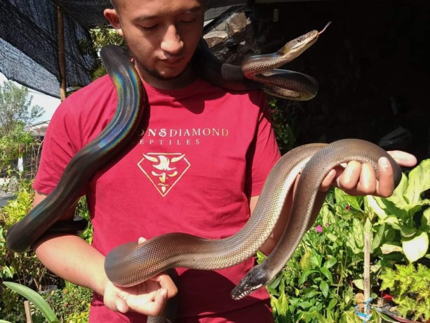 MEMELIHARA REPTIL BISA MENJADI HOBI: Ular jenis reticulated python menjadi pilihan pertama nya bagi Putra Iman Jaya,