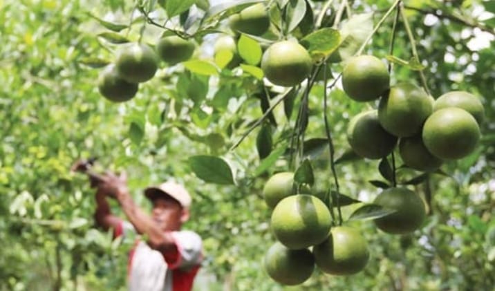 PANEN BERKURANG: Petani memetik jeruk siem di kawasan Kecamatan Wagir. Pengurangan pemberian pupuk memengaruhi hasil panen. - Darmono Radar Malang