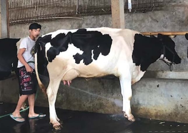 WASPADA: Seorang peternak sapi perah selalu membersihkan kandang demi menjaga kesehatan hewan ternaknya. - ANDIKA/RADAR BATU