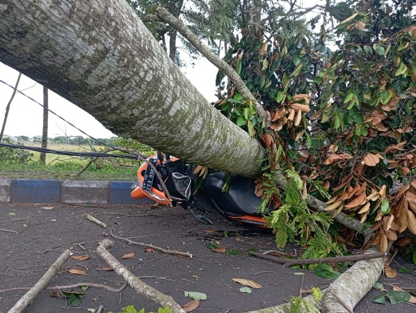 CONTOH : Sepeda motor Honda Beat  tertimpa pohon sengon di depan Stadion Kanjuruhan, Senin (27/2). DPUBM mewaspadai pohon-pohon rawan tumbang di jalur utama. (Hanif/RadarMalang)