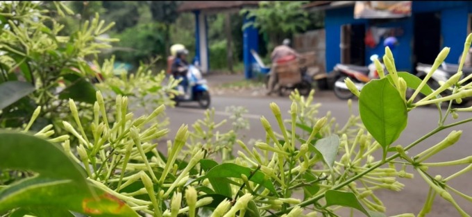 Bunga Sedap Malam yang akan ditanam di TPA Tlekung.(foto: afifah/radar batu)