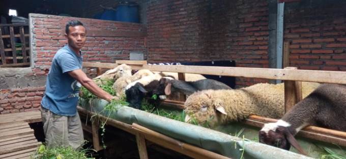 SEHAT_ Salah seorang peternak kambing di Kota Batu. (foto: radar batu)