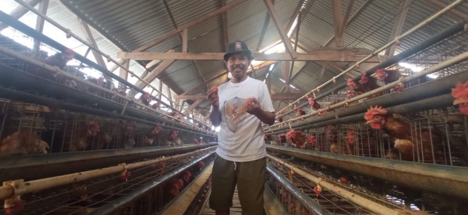 AYAM PETELUR: Rohmat Santosa salah satu peternak asal Kota Batu di sela mengambil telur di kandang ayam miliknya.