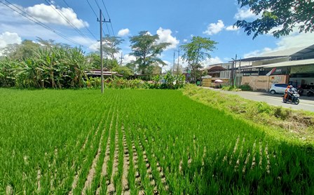 JANGAN SAMPAI MENYUSUT: Area Jalan Sudimoro, Lowokwaru merupakan salah satu kawasan di Kota Malang yang terdapat sawah.