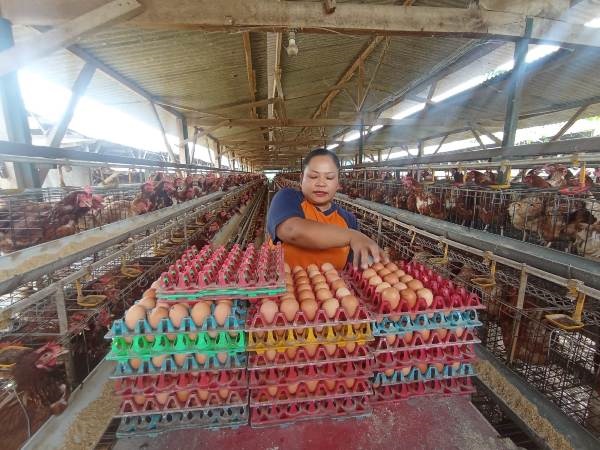 HAMPIR PENUH: Peternak di Desa Ampeldento Kecamatan Karangploso, Kabupaten Malang memanen telur ayam sebelum diambil pedagang untuk dijual di pasar. (Hanif/Radar Malang)