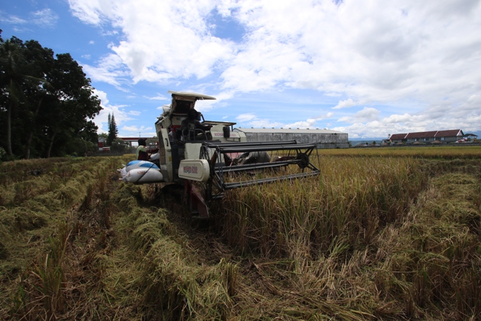 LEBIH CEPAT: Alsintan yang disewa petani untuk panen padi di kawasan Desa Genengan, Kecamatan Pakisaji. (Darmono/Radar Malang)