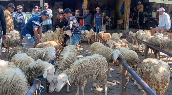 TAMBAH BANYAK: Blantik menyiapkan hewan ternak kambing yang diperjualbelikan di Pasar Hewan Karangploso, kemarin (22/5). INDAH MEI YUNITA/RADAR MALANG