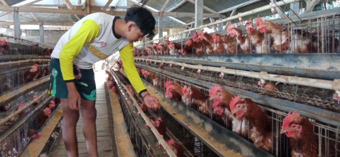 PRODUKTIF: Salah seorang peternak ayam di Desa Tlekung, Kecamatan Junrejo mampu memproduksi telur berkualitas.