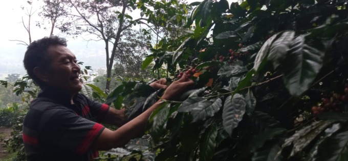 POTENSIAL: Salah satu petani kopi di Kota Batu sedang panen.