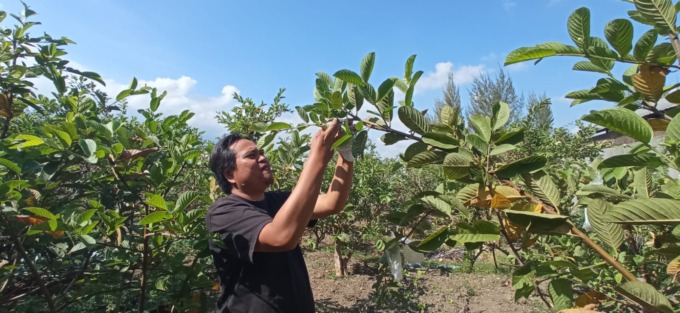 ULET: Salah Rakhmad Hardiyanto, petani  dari  Bumiaji mengecek tanaman jambu kristal di sawahnya.