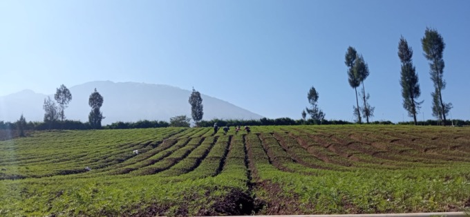SUBUR: Lahan pertanian yang subur menjadi modal utama bagi para petani di Kota Batu.