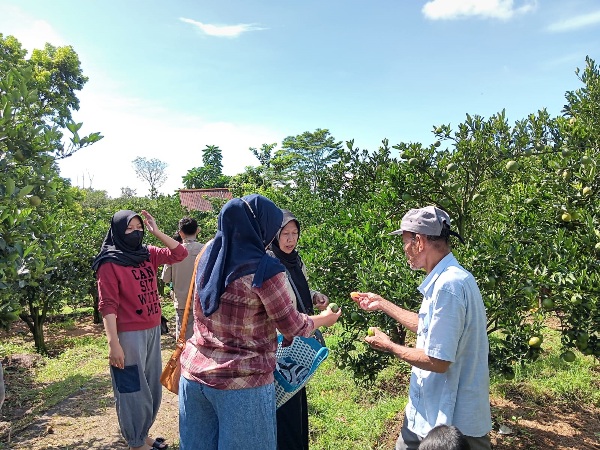 PANEN JERUK: Sejumlah pengunjung memetik buah jeruk di kebun petani di Desa Selorejo, Kecamatan Dau. INDAH (MEI YUNITA/RADAR MALANG)