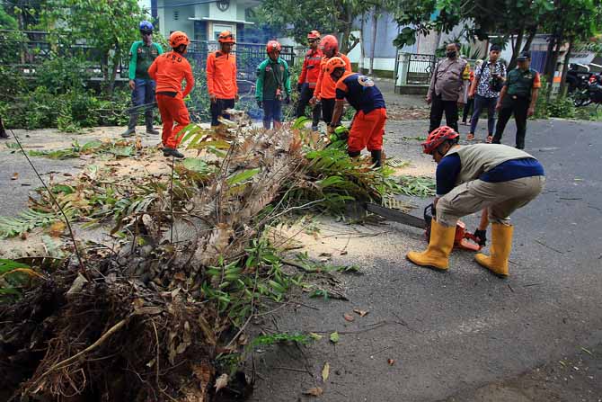 ALIHKAN ARUS LALIN: Petugas gabungan dari BPBD dan PMI Kota Malang berupaya mengevakuasi pohon mahoni yang tumbang di Jalan Hamid Rusdi, Kelurahan Bunulrejo, Kecamatan Blimbing, kemarin siang.(Suharto / Radar Malang)